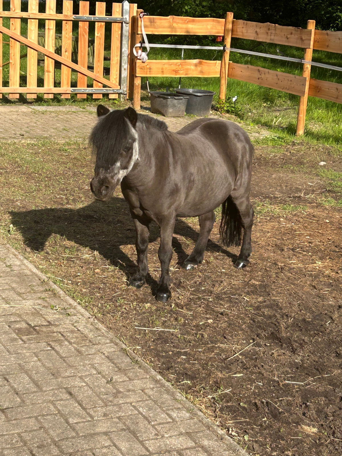 🐴 Smoky – Mehr als nur ein kleines Shetty