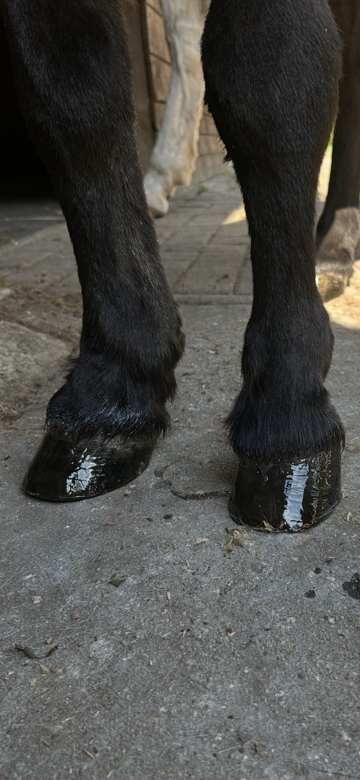 🐴 Hufpflege beim Pferd