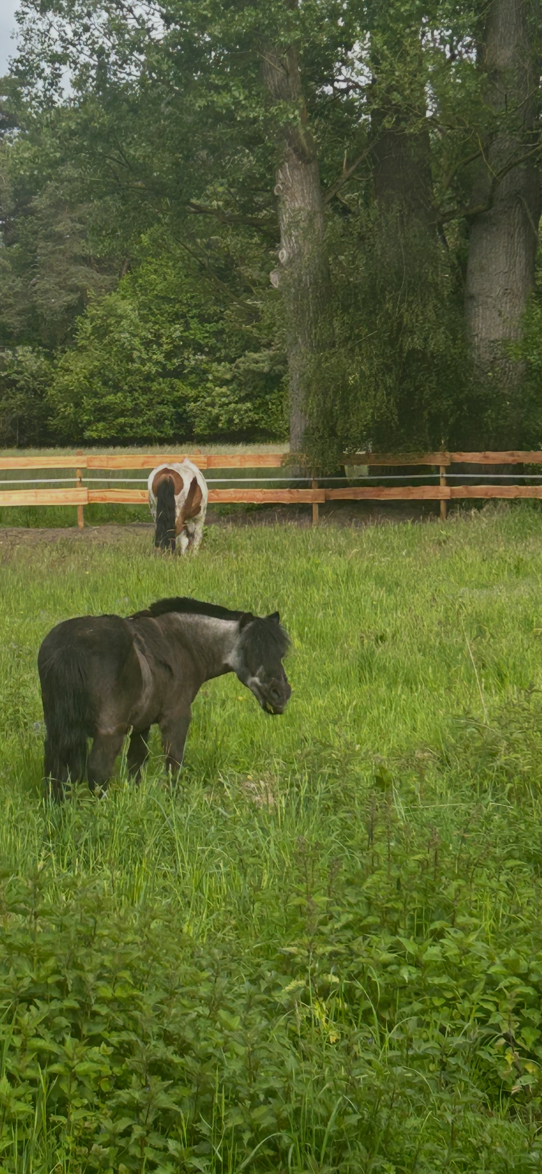 🐴 Pferdegesundheit – Das Wohlbefinden deines Pferdes im Fokus
