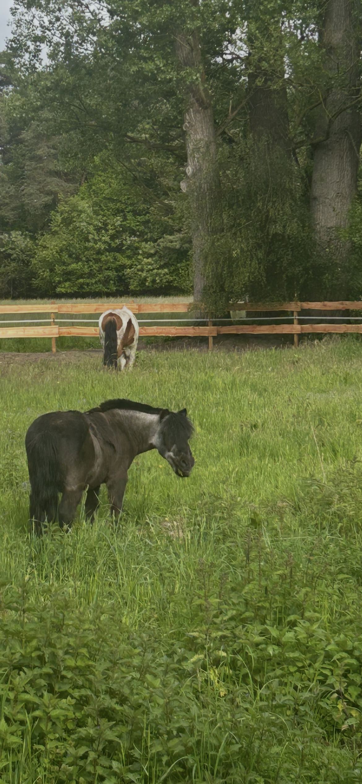 🐴 Pferdegesundheit – Das Wohlbefinden deines Pferdes im Fokus