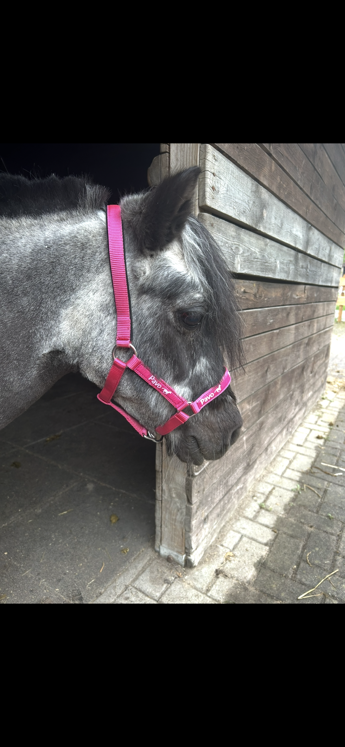 🐴 Seniorenpferde – Gesunde Pflege & Fütterung im Alter