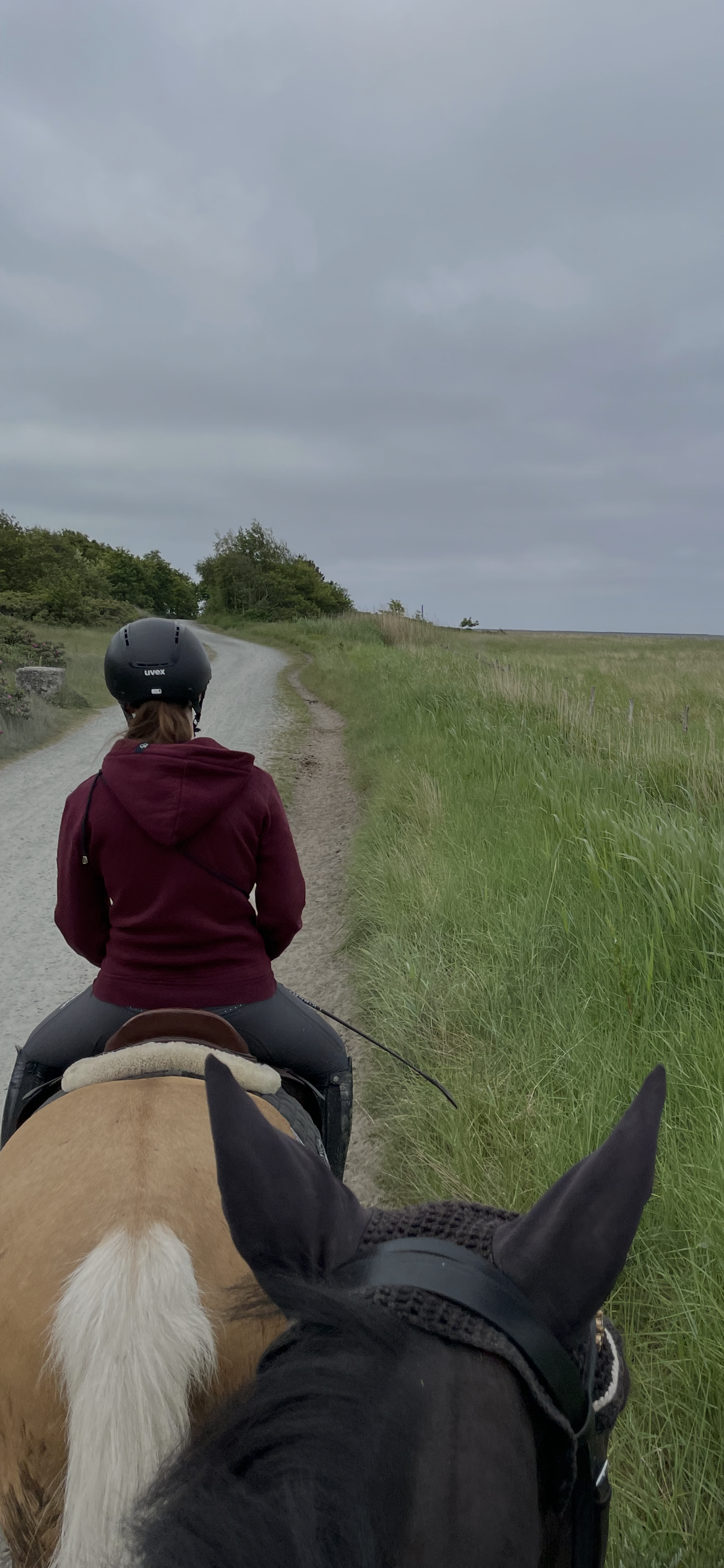 🐴 Ausreiten mit dem Pferd – Sicher, entspannt und voller schöner Erlebnisse